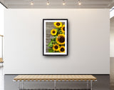 2043 - German Sunflowers Part II - Fine Art Photography - Nature - Wildlife - Scenic Landscapes