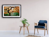 2001 - Japanese Maple In Autumn Fine Art Photography Nature Wildlife Scenic Landscapes Wall Home