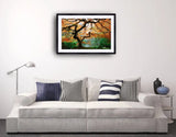 2001 - Japanese Maple In Autumn Fine Art Photography Nature Wildlife Scenic Landscapes Wall Home