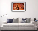2004 - Japanese Maple Photo By Danny Dungo Fine Art Photography Nature Wildlife Scenic Landscapes