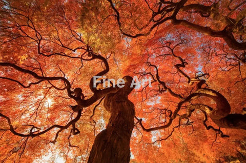 2004 - Japanese Maple Photo By Danny Dungo Fine Art Photography Nature Wildlife Scenic Landscapes