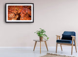 2004 - Japanese Maple Photo By Danny Dungo Fine Art Photography Nature Wildlife Scenic Landscapes