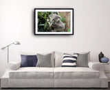 2013 - Koala Delight By Freder Fine Art Photography Nature Wildlife Scenic Landscapes Wall Home