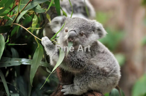 2013 - Koala Delight By Freder Fine Art Photography Nature Wildlife Scenic Landscapes Wall Home