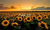 2014 - Field Of Suns Photo By Andreas Jones Fine Art Photography Nature Wildlife Scenic Landscapes