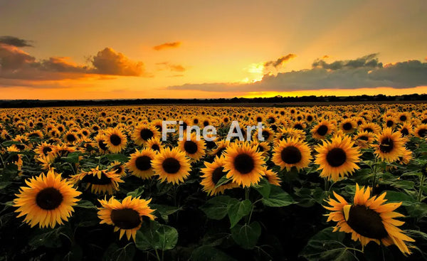 2014 - Field Of Suns Photo By Andreas Jones Fine Art Photography Nature Wildlife Scenic Landscapes
