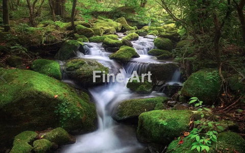 2015 - Moss Valley Photo By Jaewoon U Fine Art Photography Nature Wildlife Scenic Landscapes Wall