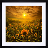 2024 - Ct-Photo By Phil Koch Fine Art Photography Nature Wildlife Scenic Landscapes 26X26 Frame