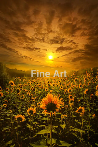 2024 - Ct-Photo By Phil Koch Fine Art Photography Nature Wildlife Scenic Landscapes Wall Home Decor