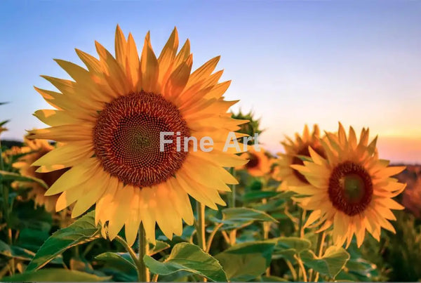 2052 - Sunflower Season By Luka Balkovic Wall Art Home Decor -Art -Fine Photography Metal Canvas
