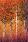 2056 - Vertical Aspens Tetons /Fall Colors-Photo By Brian Rueb -Fine Art Photography Print On Metal