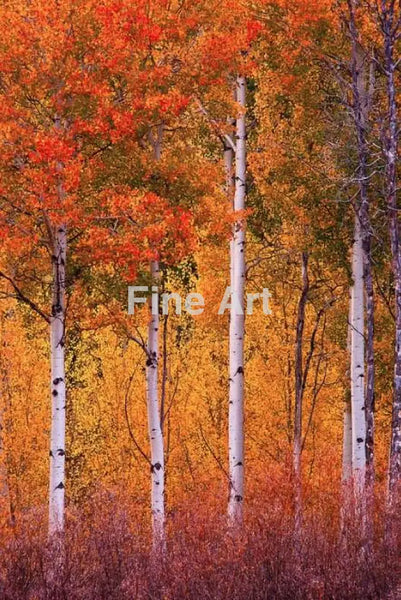 2056 - Vertical Aspens Tetons /Fall Colors-Photo By Brian Rueb -Fine Art Photography Print On Metal