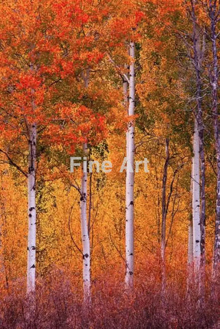 2056 - Vertical Aspens Tetons /Fall Colors-Photo By Brian Rueb -Fine Art Photography Print On Metal