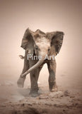 2059 - Elephant Calf Mock Charging By Johan Swanepoel Wall Art Home Decor -Art -Fine Photography