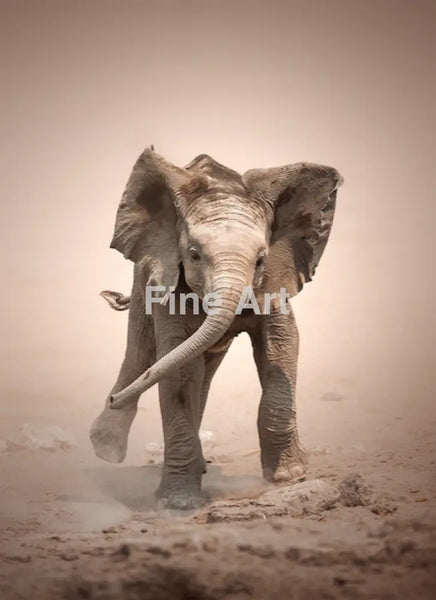 2059 - Elephant Calf Mock Charging By Johan Swanepoel Wall Art Home Decor -Art -Fine Photography