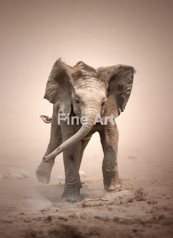 2059 - Elephant Calf Mock Charging By Johan Swanepoel Wall Art Home Decor -Art -Fine Photography