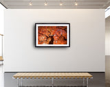 2004 - Japanese Maple - Photo By Danny Dungo - Fine Art Photography - Nature - Wildlife - Scenic Landscapes