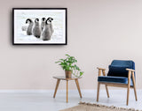 2065 - Emperor Penguin Chicks By Silver
