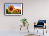 2052 - Sunflower Season By Luka Balkovic
