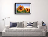 2052 - Sunflower Season By Luka Balkovic