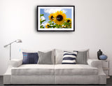 2034 - Sonnenblumen By VRD - Fine Art Photography - Nature - Wildlife - Scenic Landscapes