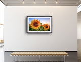 2052 - Sunflower Season By Luka Balkovic
