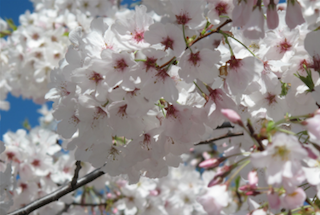 2066 - SV Blossoms - Photo By Jim Tay--Amateur Photographer