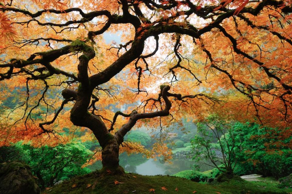 2001 - Japanese Maple In Autumn - Fine Art Photography - Nature - Wildlife - Scenic Landscapes