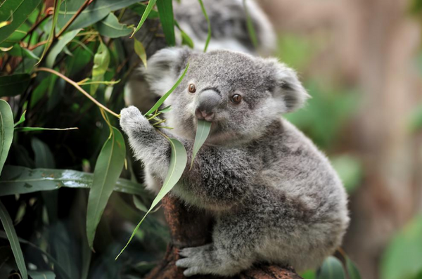 2013 - Koala Delight By Freder - Fine Art Photography - Nature - Wildlife - Scenic Landscapes