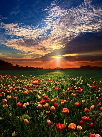 2011 - Amazing Grace By Phil Koch - Fine Art Photography - Nature - Wildlife - Scenic Landscapes