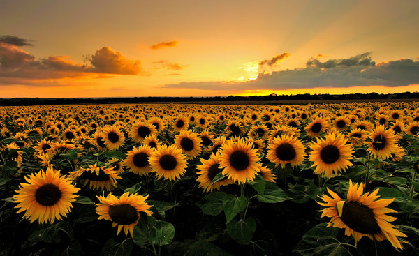 2014 - Field of Suns - Photo by Andreas Jones - Fine Art Photography - Nature - Wildlife - Scenic Landscapes