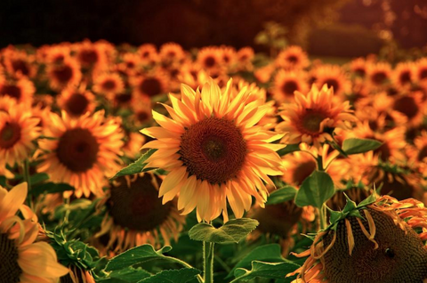 2006 - Sunflowers 3.0 - By Daniel Wechsler - Fine Art Photography - Nature - Wildlife - Scenic Landscapes