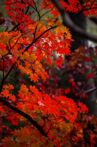2008 - Autumn Leaves - Fine Art Photography - Nature - Wildlife - Scenic Landscapes