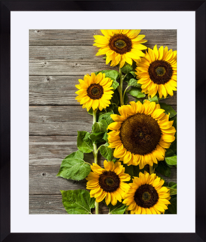 2043 - German Sunflowers Part II - Fine Art Photography - Nature - Wildlife - Scenic Landscapes