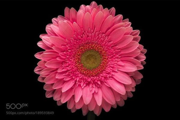 2054 - Pink Gerbera Daisy -Photo By EncroVision
