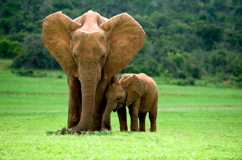 3015 - Elefantenmutter mit Jungtier By Claudia Paulussen