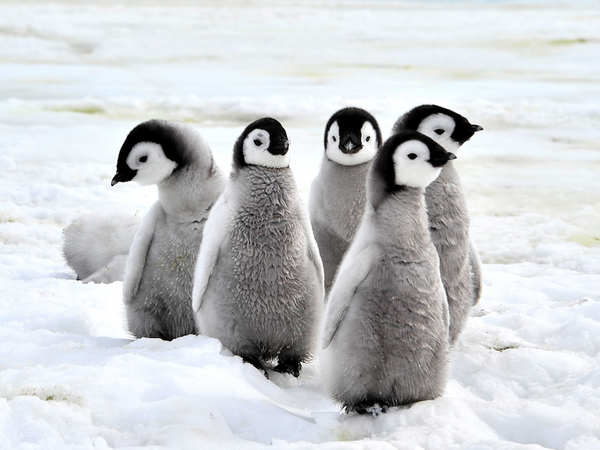 2065 - Emperor Penguin Chicks By Silver
