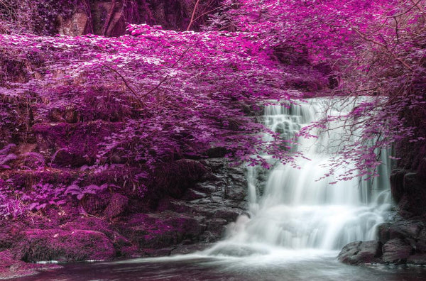 2031 - Purple Beauty By Veneratio - Fine Art Photography - Nature - Wildlife - Scenic Landscapes